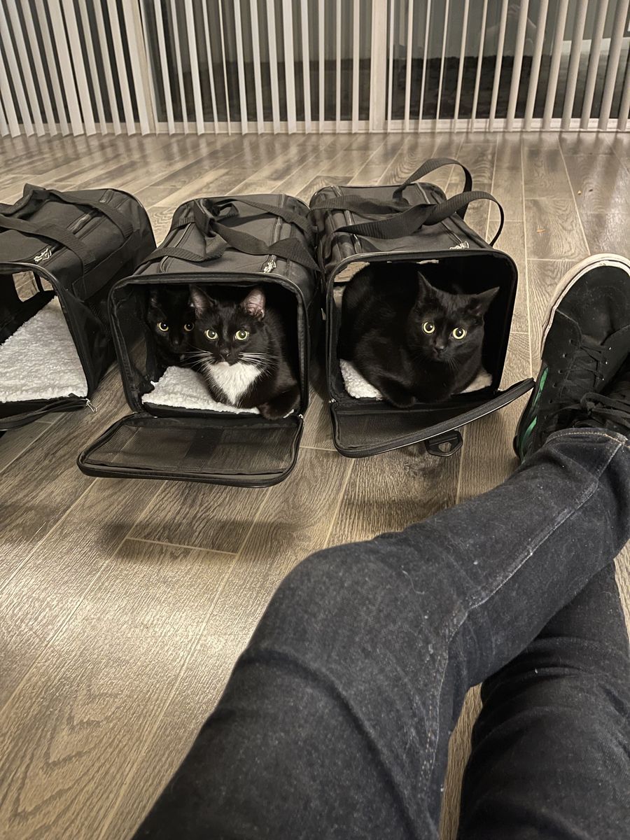 2 Month Foster Parent for 2 Cats