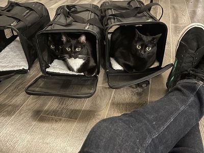 2 Month Foster Parent for 2 Cats