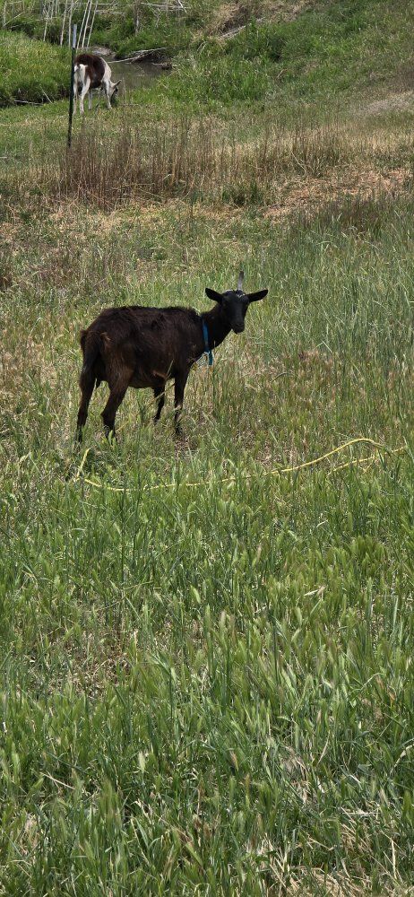 Alpine goat