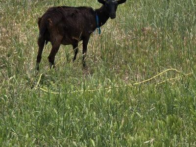 Alpine goat