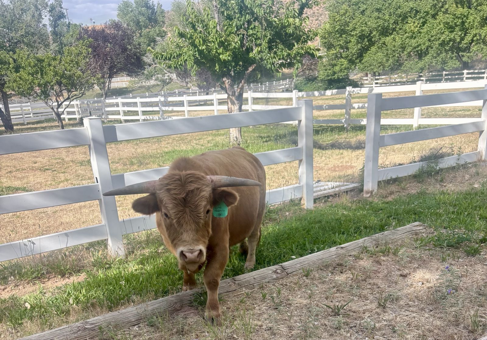 Micro mini Highland Bull