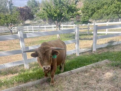 Micro mini Highland Bull