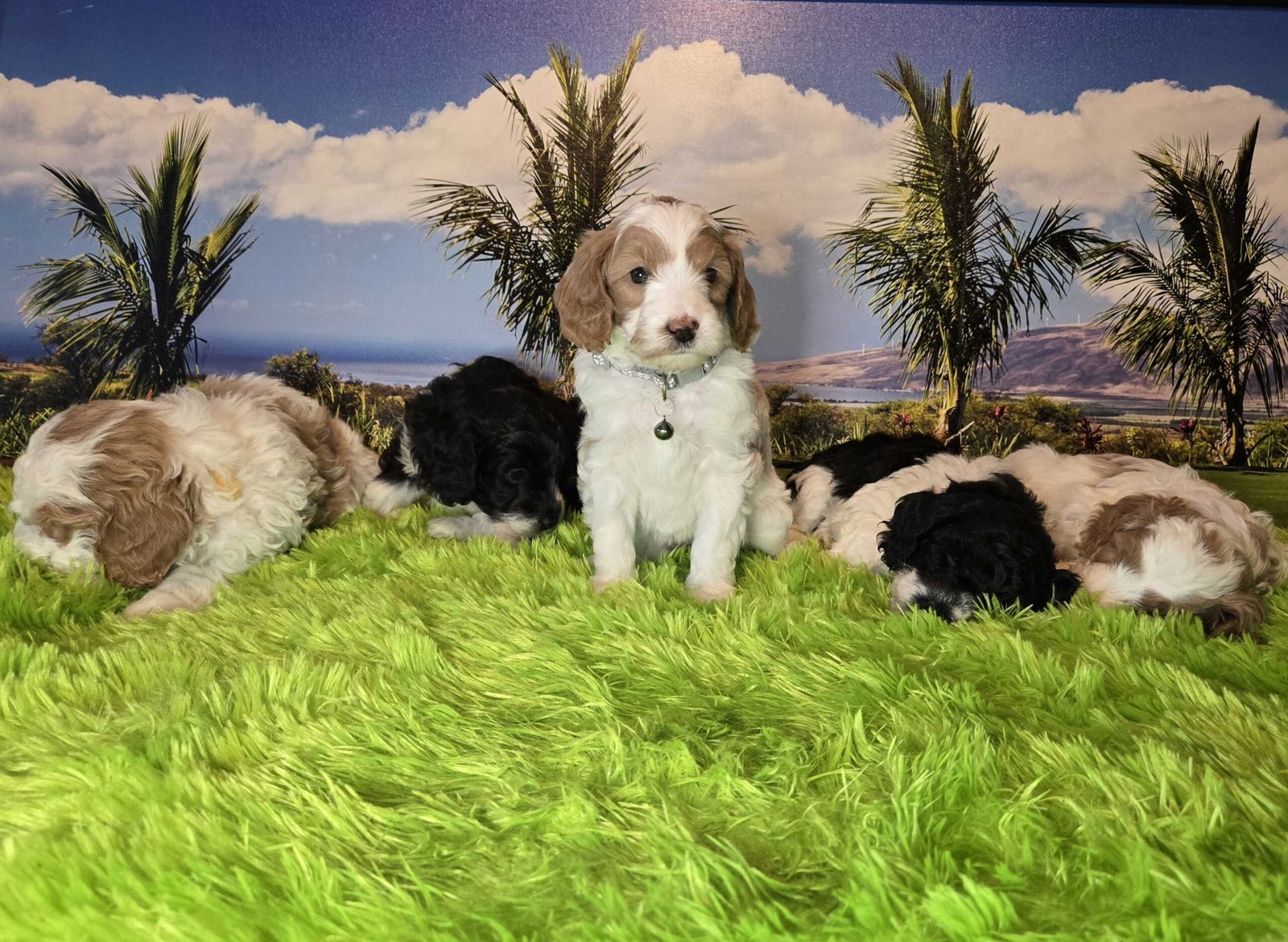 Adorable Mini Goldendoodle Puppies – Ready March 21st!