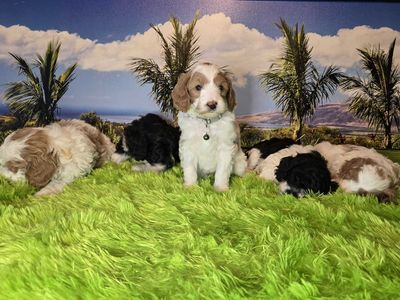 Adorable Mini Goldendoodle Puppies – Ready March 21st!