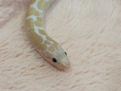 Baby Male Snow Kenyan Sand Boa