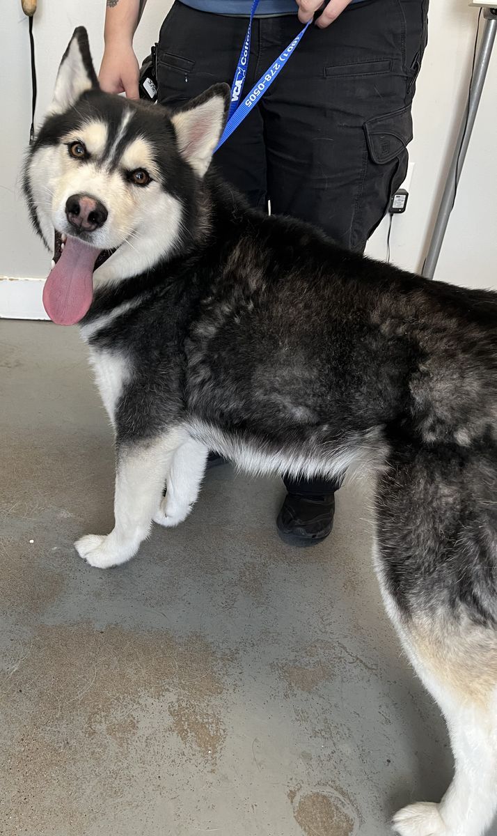 A161035 Coldplay is Available for Adoption!