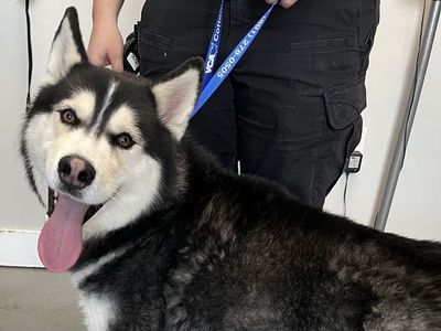 A161035 Coldplay is Available for Adoption!