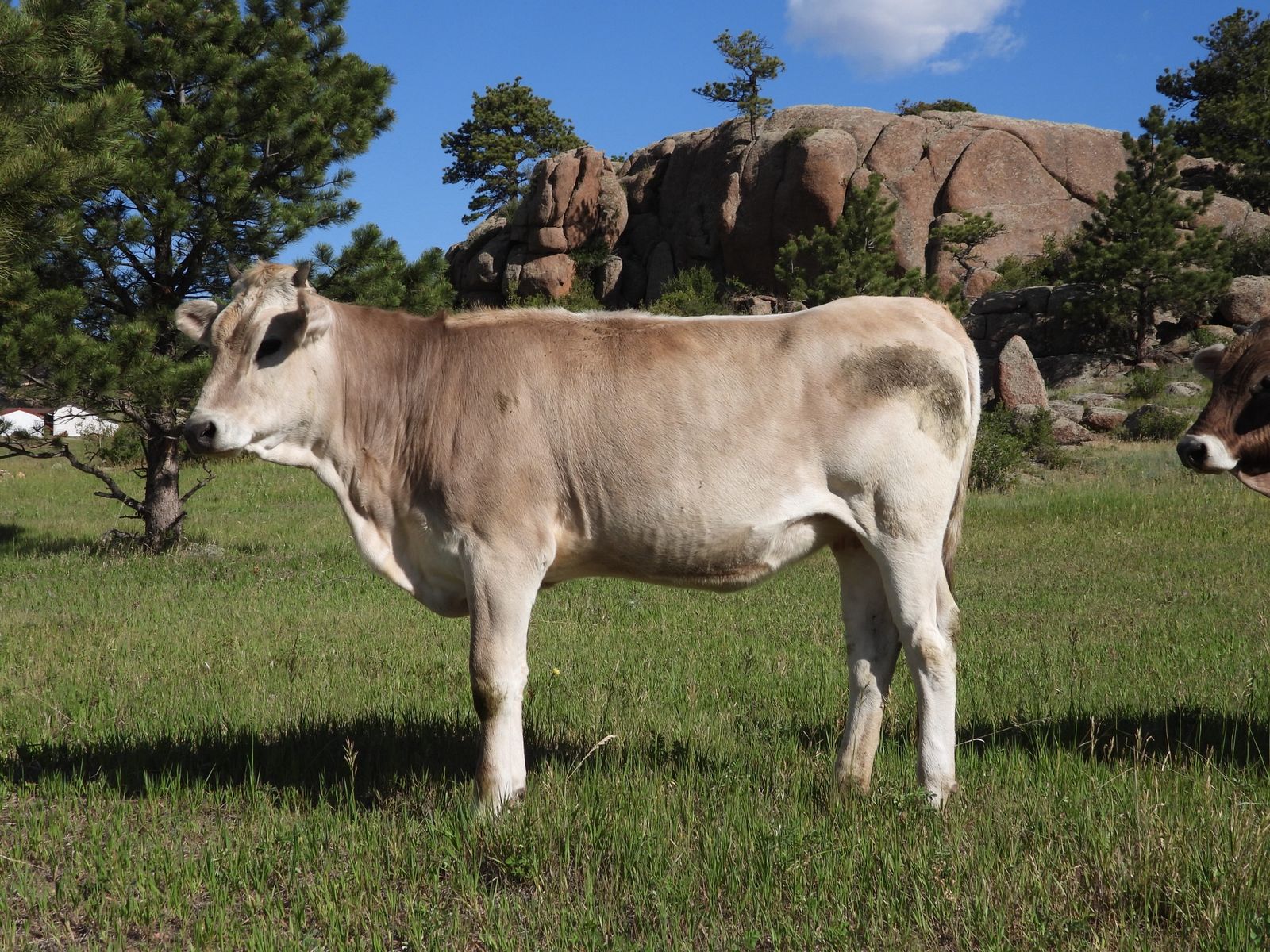 Purebred Brown Swiss Heifer - Stacey