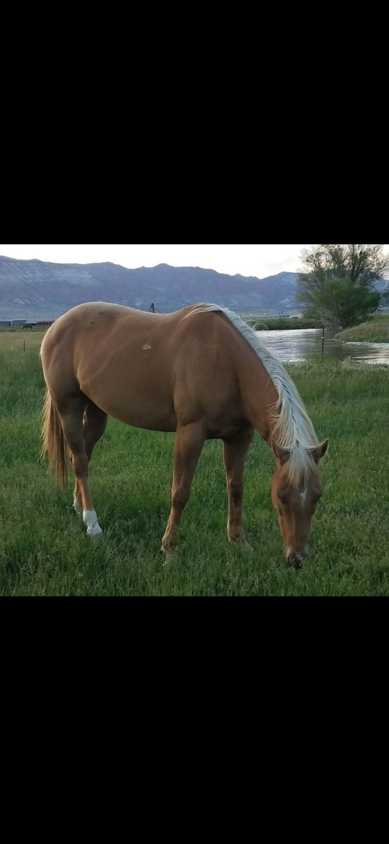 10 Year Old Palomino Mare