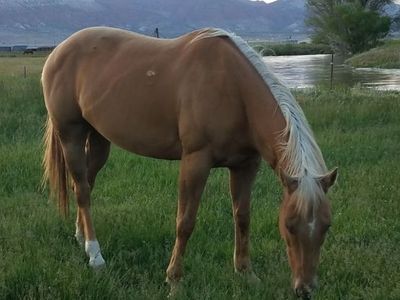 10 Year Old Palomino Mare