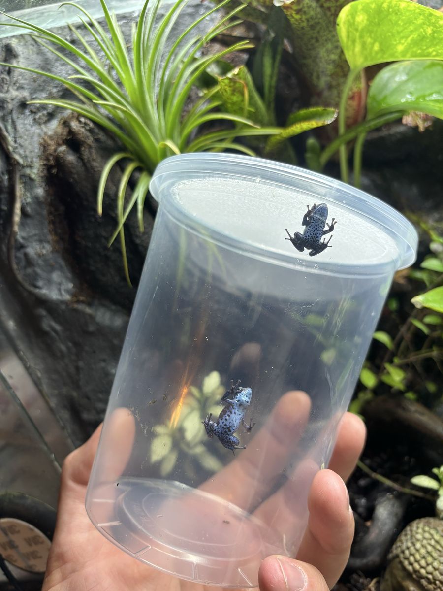 Rio Colubre Dart Frogs