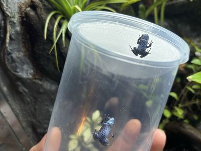 Rio Colubre Dart Frogs