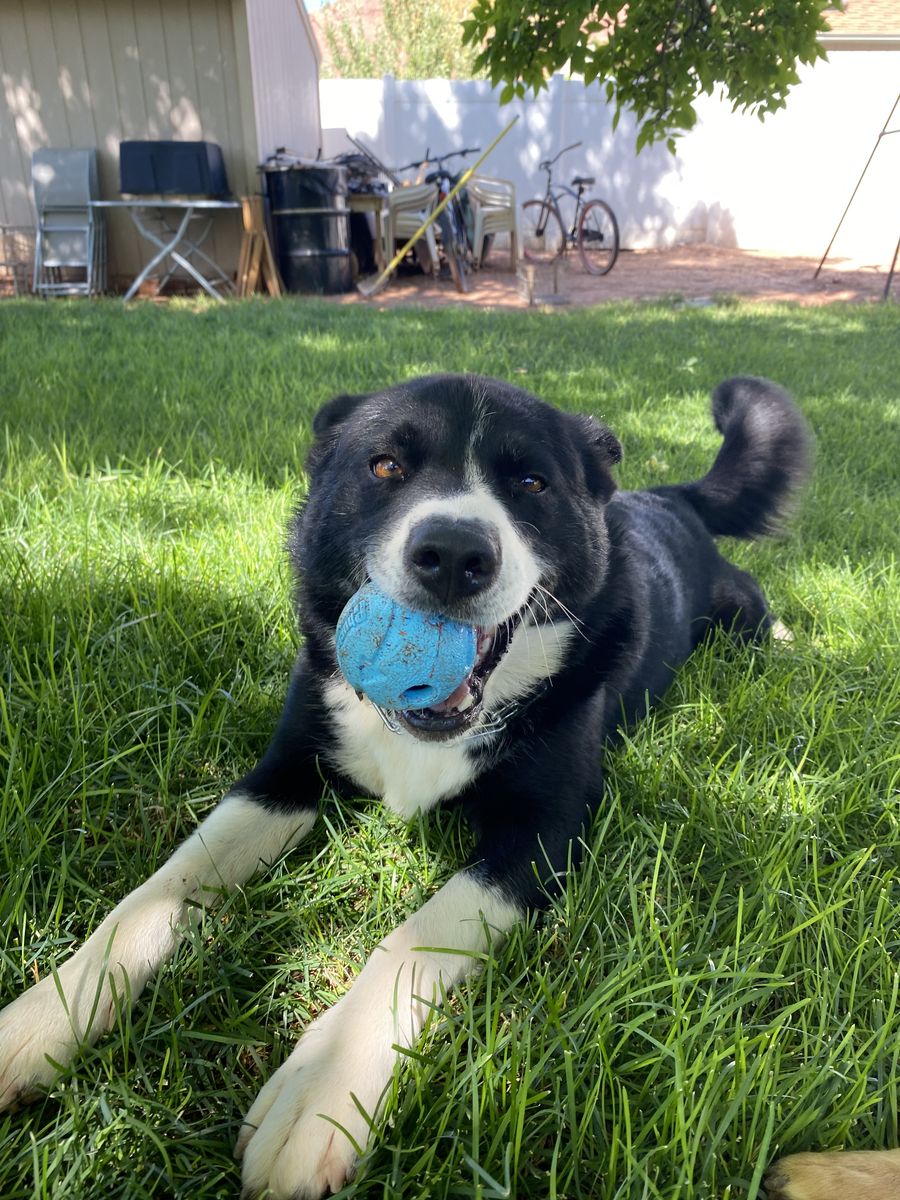 Sweet dog in search of new home
