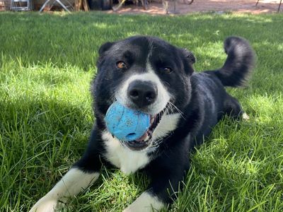 Sweet dog in search of new home