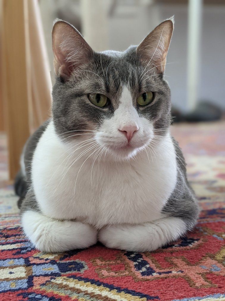 Domestic Shorthair Cat Gray and White