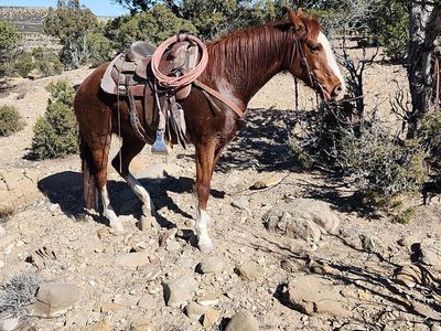 Broke mare