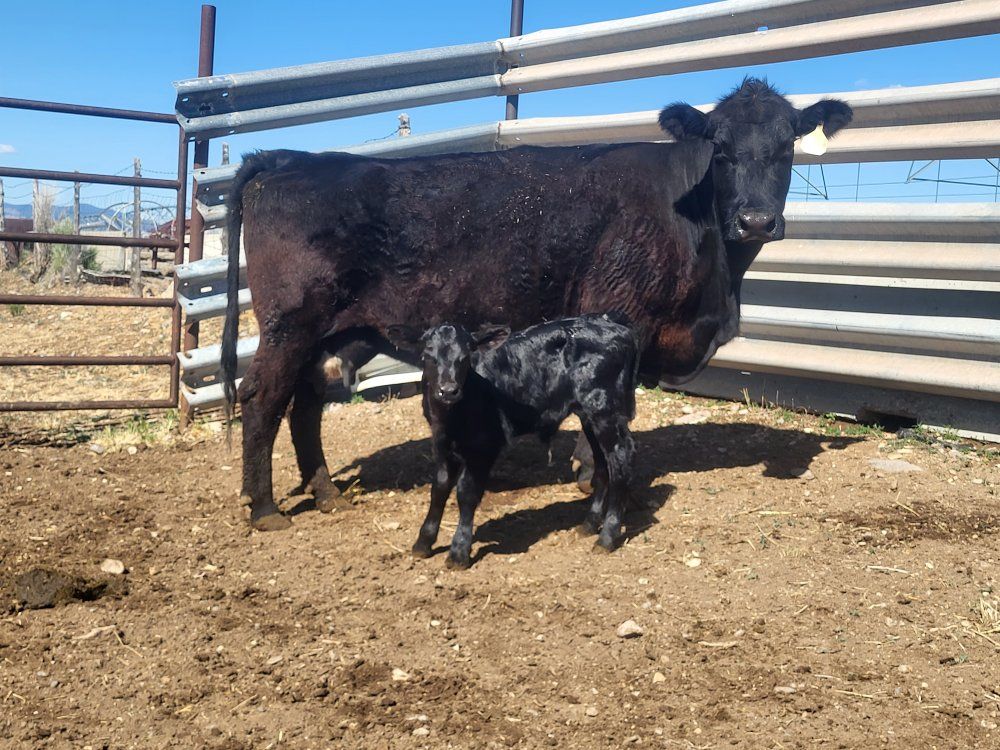 Registered Angus pair