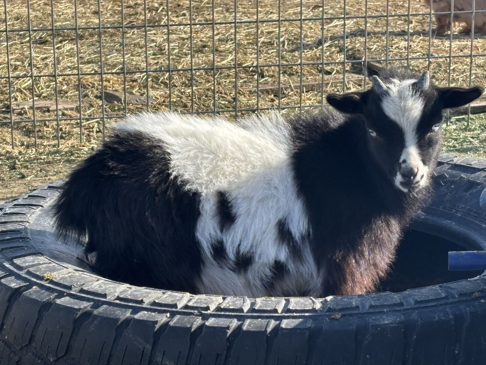 Blue Eyed Nigerian Dwarf Kids