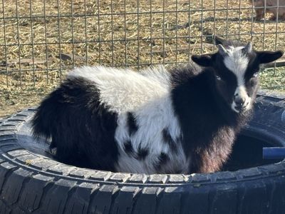 Blue Eyed Nigerian Dwarf Kids