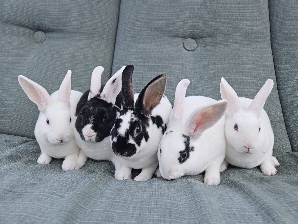 5 Mini Rex Kits