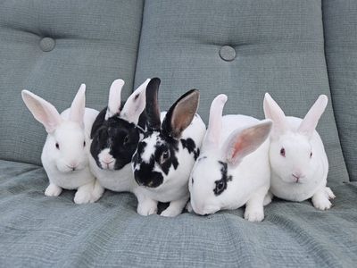 5 Mini Rex Kits