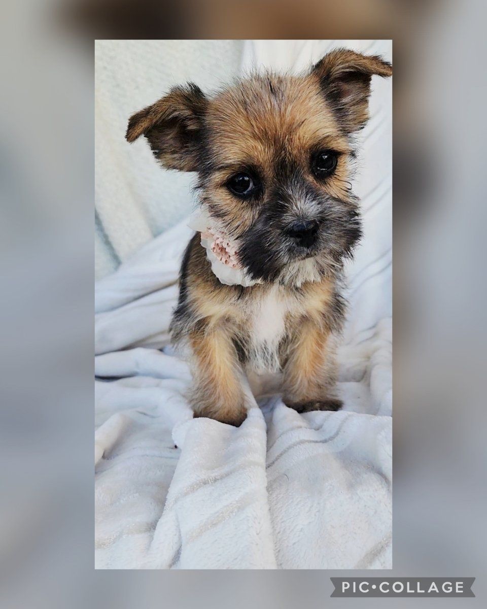 Tiny Shorkies Shih tzu Yorkie mix