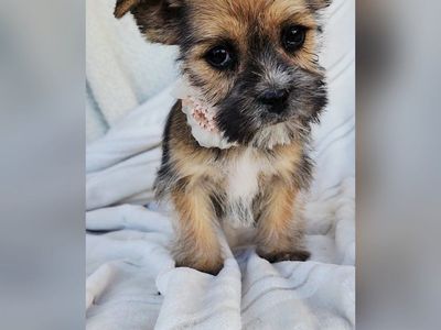 Tiny Shorkies Shih tzu Yorkie mix