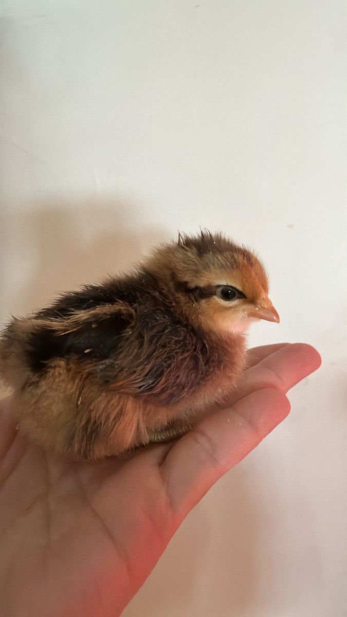 Ameraucanas SEXED pullets