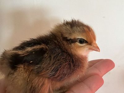 Ameraucanas SEXED pullets