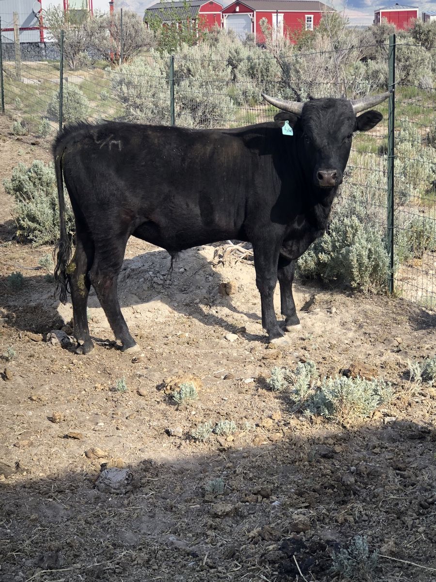 Mini bucking bull