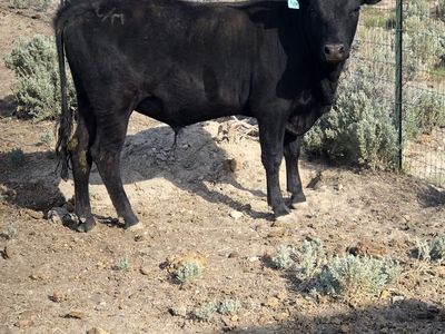 Mini bucking bull