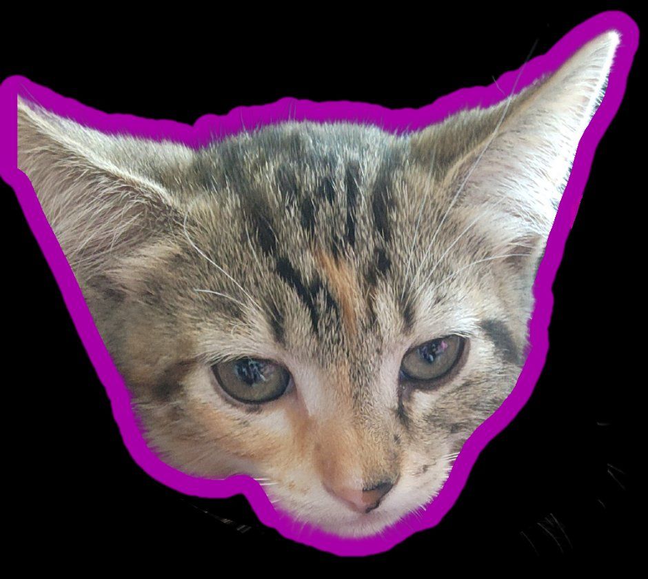 KITTENS FOR SALE!!