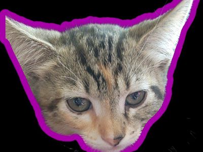 KITTENS FOR SALE!!