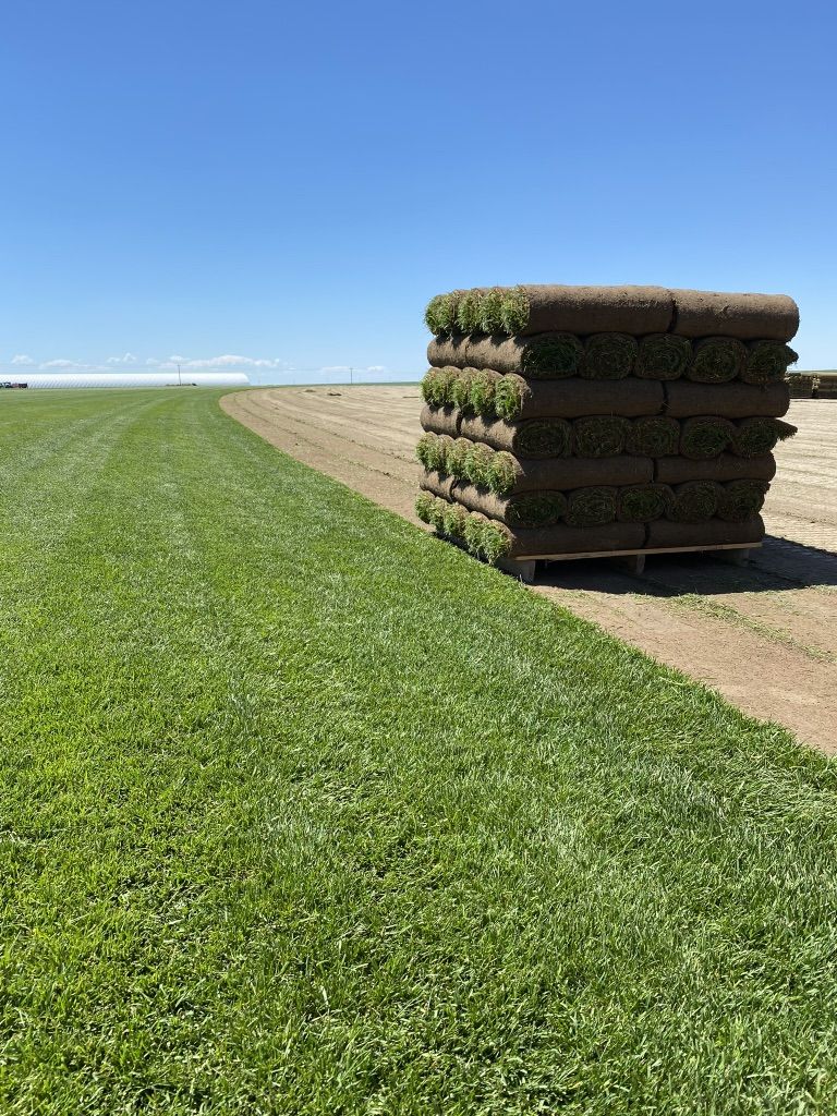 Premium Kentucky Bluegrass