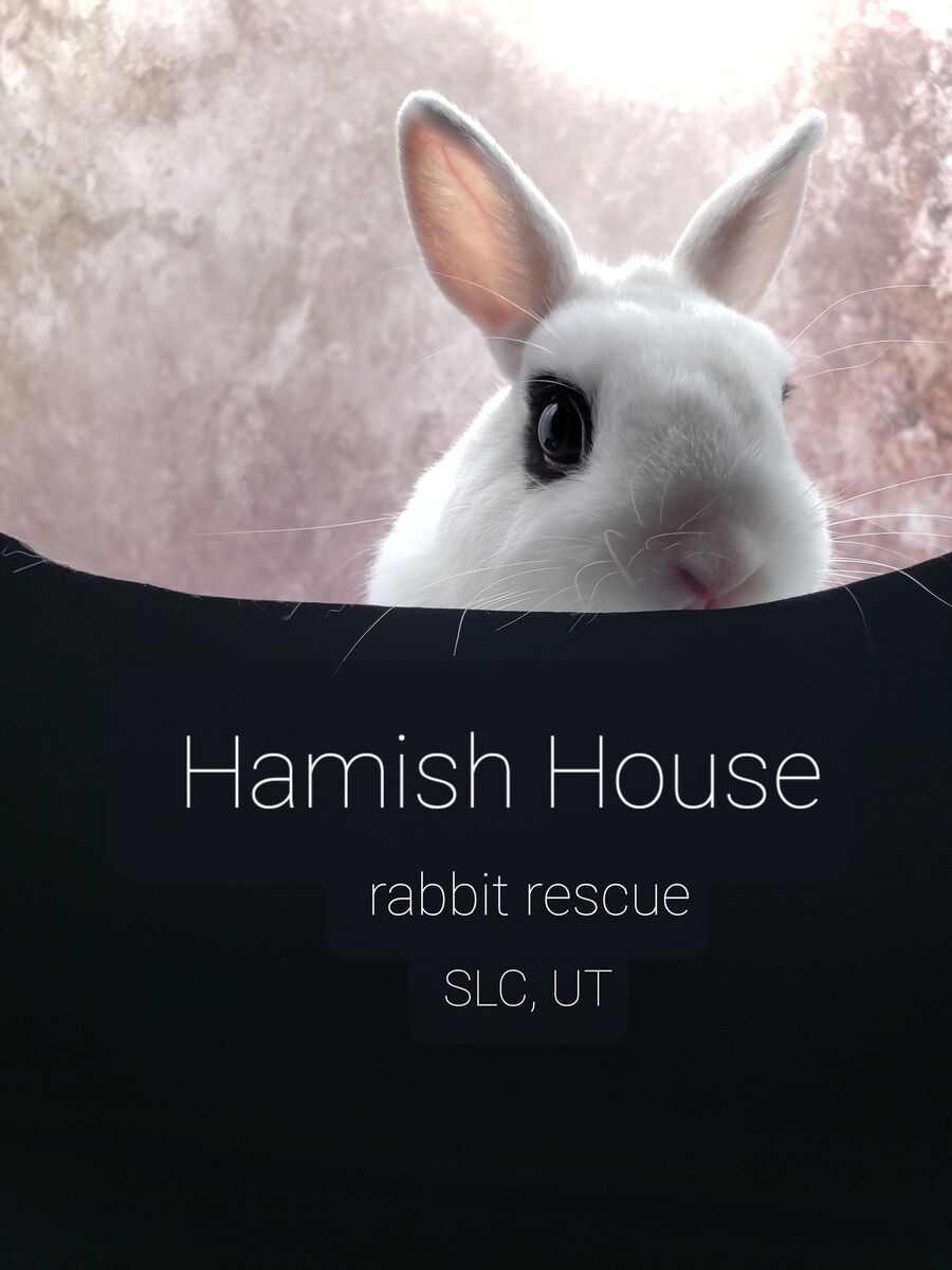 2lb Maeve ready for foster to adopt - desexed.