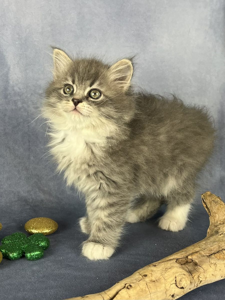Adorable "hypoallergenic" Siberian Forest and Neva Masquerade Kittens