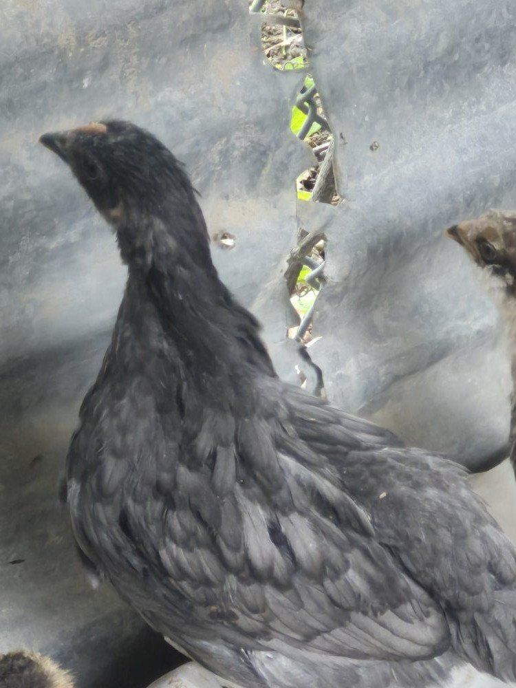 8 wk. old Pullets Coup ready