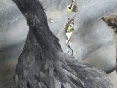 8 wk. old Pullets Coup ready