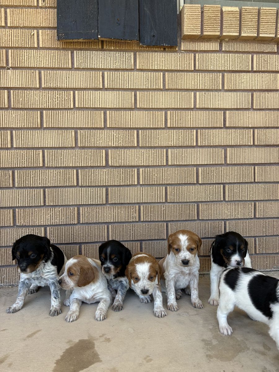 French Brittany puppies