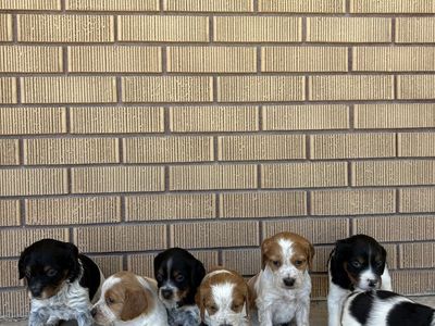 French Brittany puppies