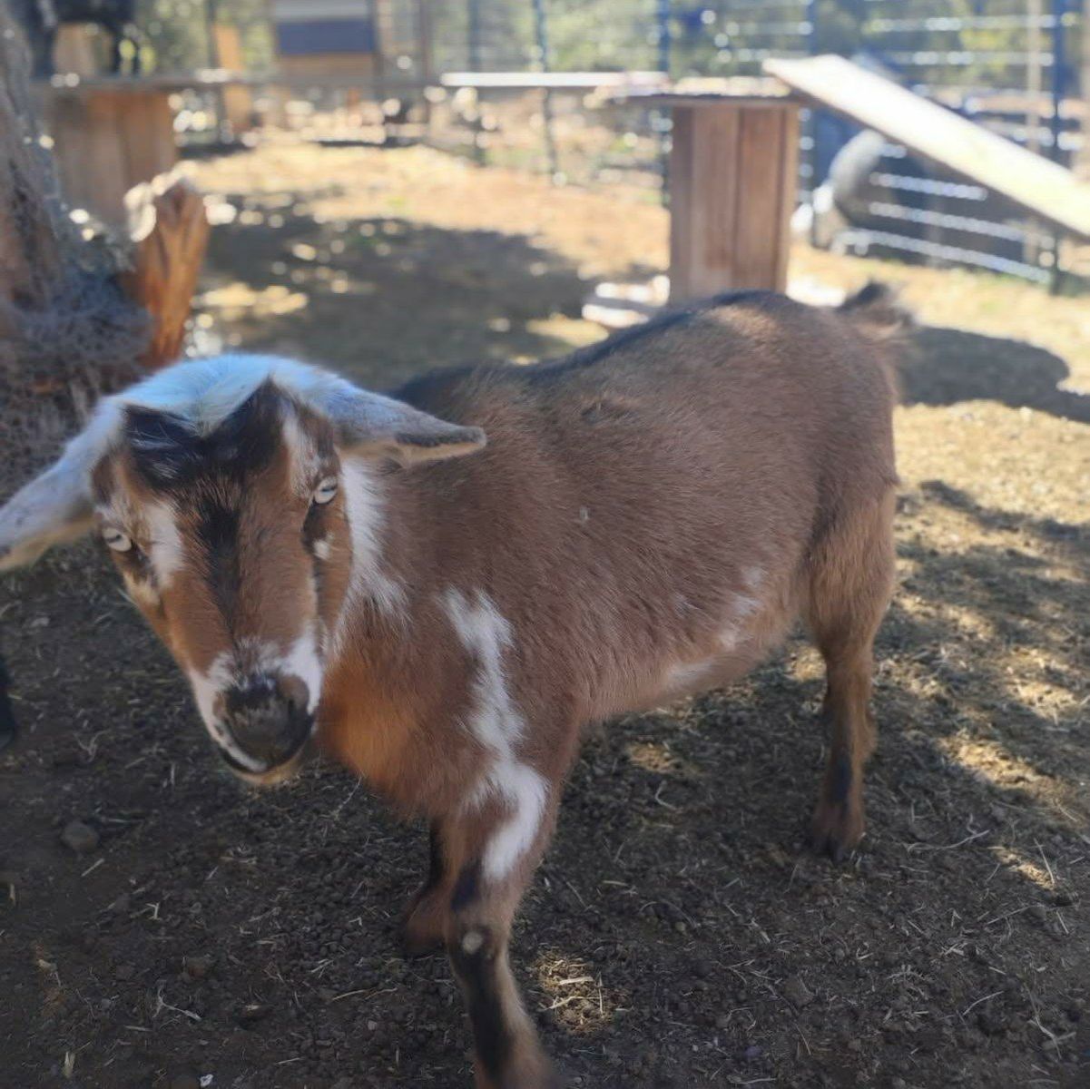 Nigerian doe (bred 2/9)