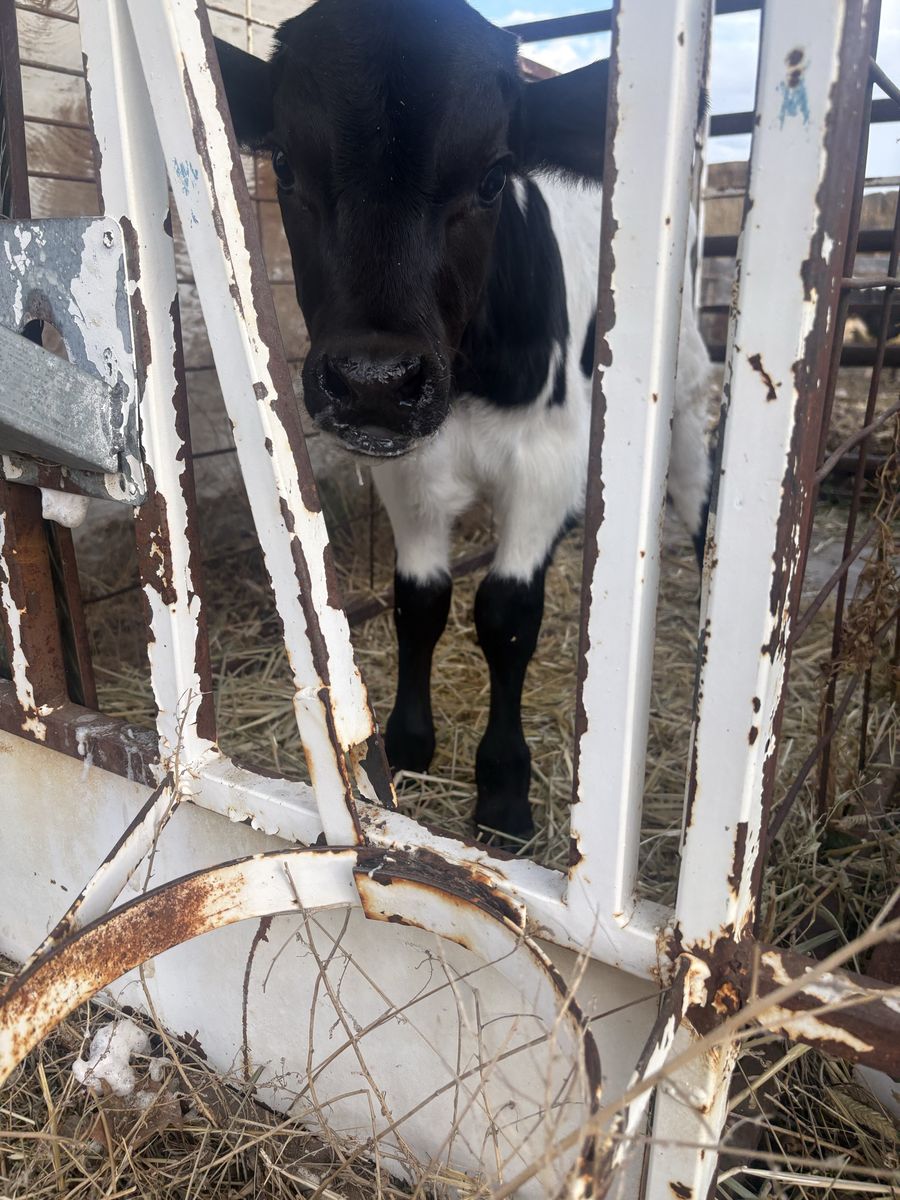 Black Angus/Texas Longhorn calf