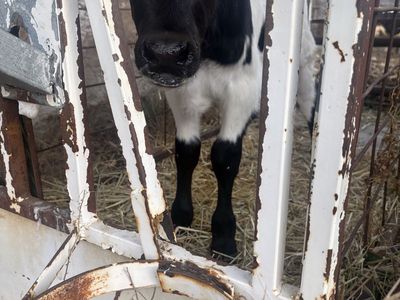 Black Angus/Texas Longhorn calf