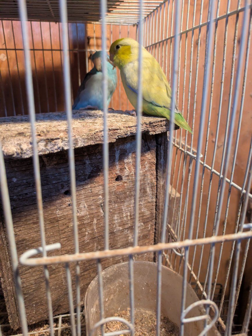 pair of parrotlets for sale. $375 for the pair