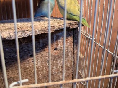 pair of parrotlets for sale. $375 for the pair