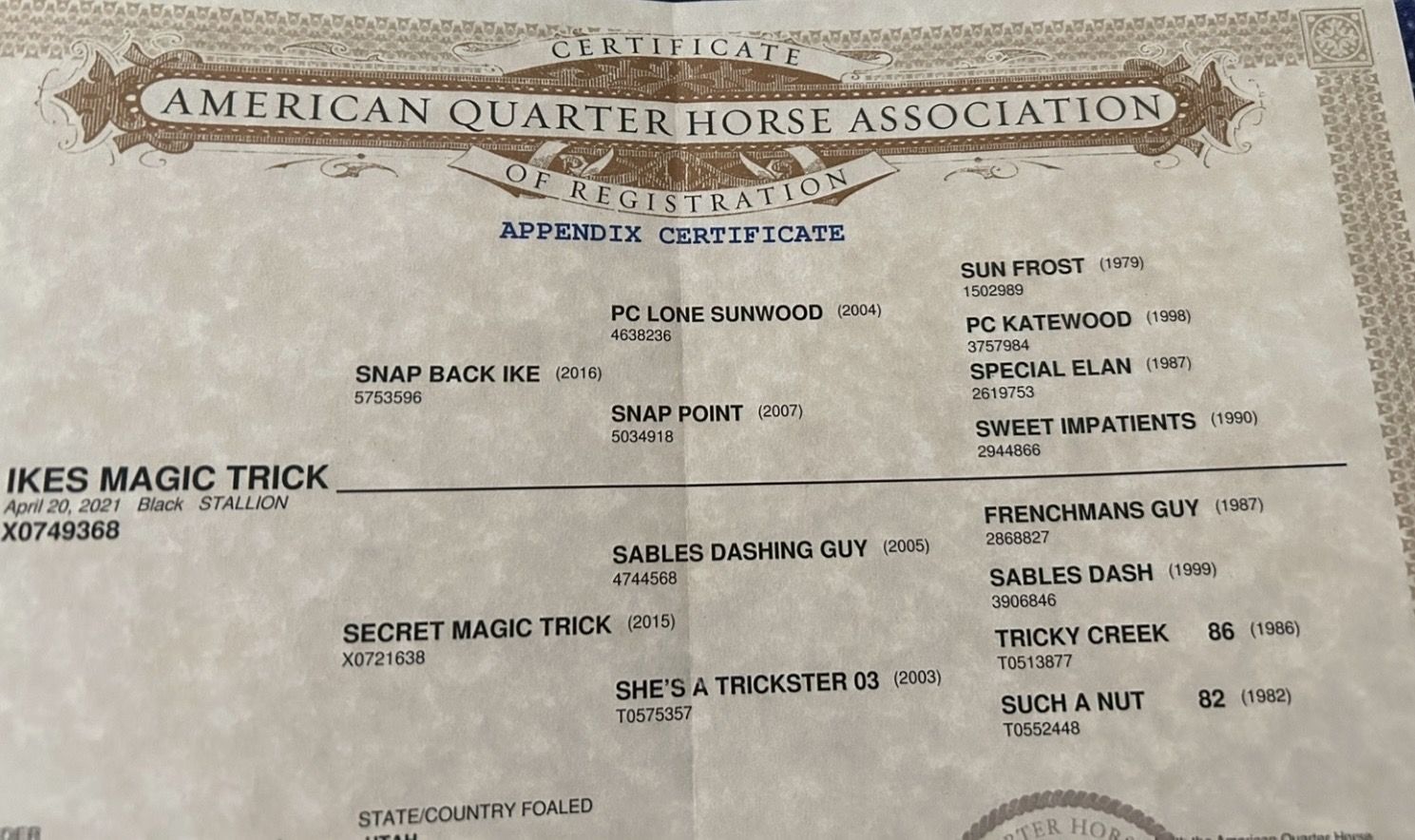 2021 AQHA Black Gelding