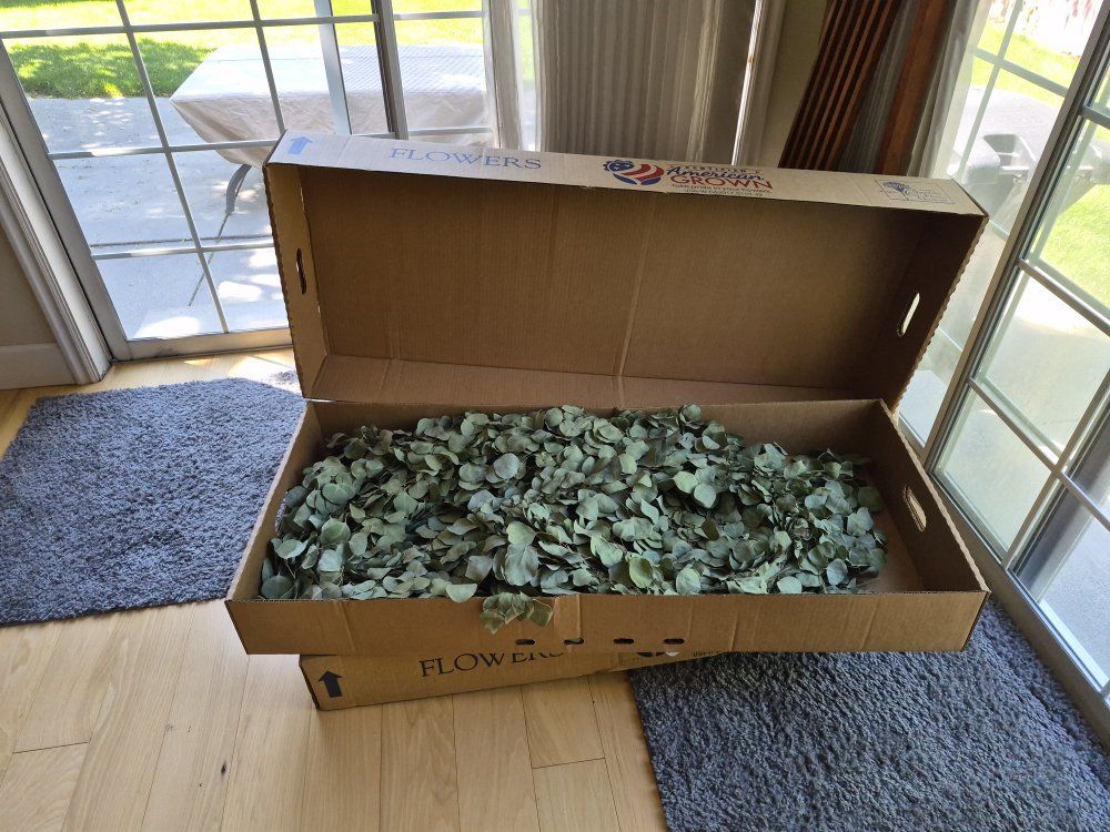 Dried Silver Dollar Eucalyptus