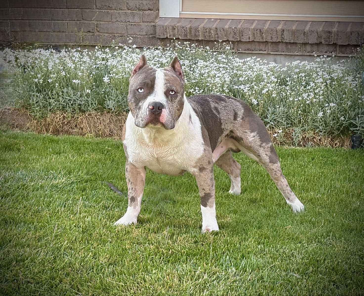 American Bully