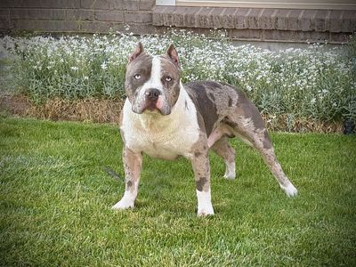 American Bully