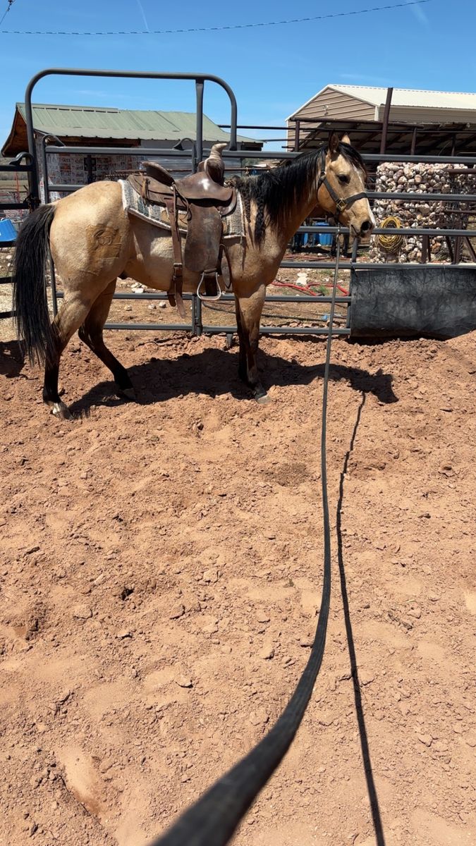 Future fortunes 2024 gelding